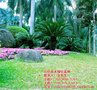 绿化设计 黑龙江绿化 百信苗木基地