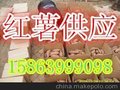 山东红薯供应基地