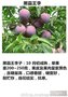 辽宁黑霸李子苗 大量出售李子苗