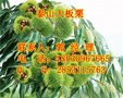青神板栗苗果实