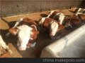 改良肉牛 肉牛繁殖基地