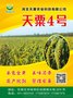 厂家高产 优质 谷种 谷子种子 天粟谷种