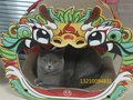 猫抓板猫窝一体瓦楞耐抓猫咪用品