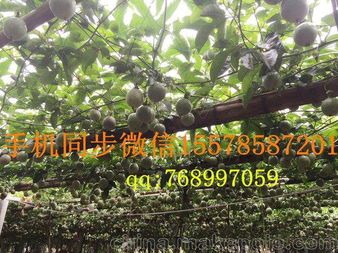 廣西百香果一手貨源產(chǎn)地一件代發(fā)圖片