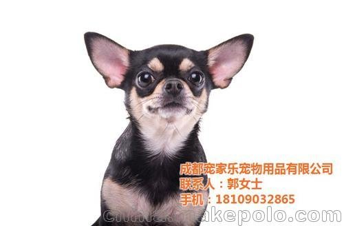 成都寵家樂寵物用品(圖)_寵物醫(yī)院_寵物圖片