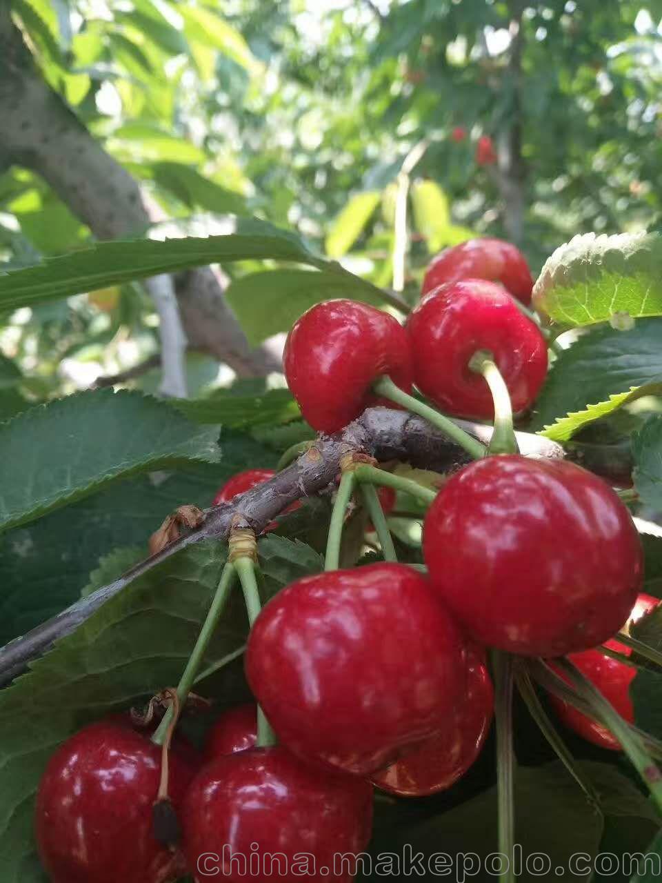 供应新品种红南阳樱桃苗 种植技术 简介