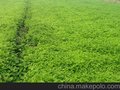 饲料桑种植商