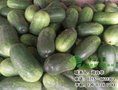 三明青皮冬瓜_华康蔬菜配送(图)