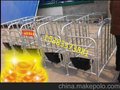 河北厂家直销加重双体仔猪保育床
