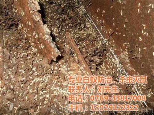 除白蟻的藥 除白蟻 安泰白蟻防治圖片