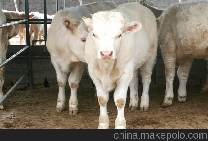 任丘肉牛犢價格，桂林肉牛犢養(yǎng)殖價格 ，什邡改良肉牛品種圖片