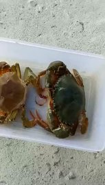 中科海蟹公寓养殖视频