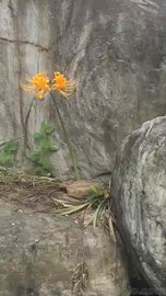 园林泰山石假山案例 广东英德批发各种石材 广东泰山石厂家