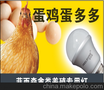 菲而森牌4W专用光谱LED蛋鸡灯