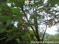 河南檫木种子基地大量出售，檫木苗大量供应价格便宜