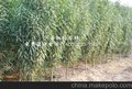 龙柱碧桃园林种苗桃枫园林壮苗培育出售