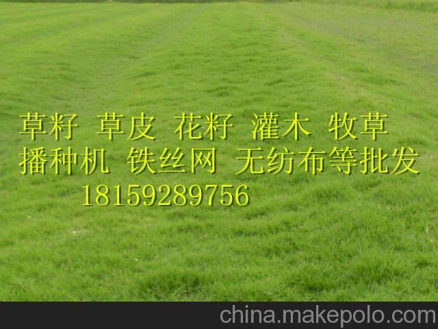 供應湖南草籽 湘潭草種 高速公路護坡草坪高羊茅 黑麥草草籽圖片