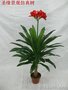 订做兰花植物_厂家生产兰花树