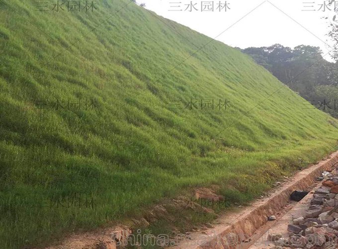 云南大理市常年提供礦山邊坡復(fù)綠草灌種子圖片