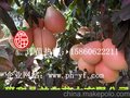 三红柚子芽条供应