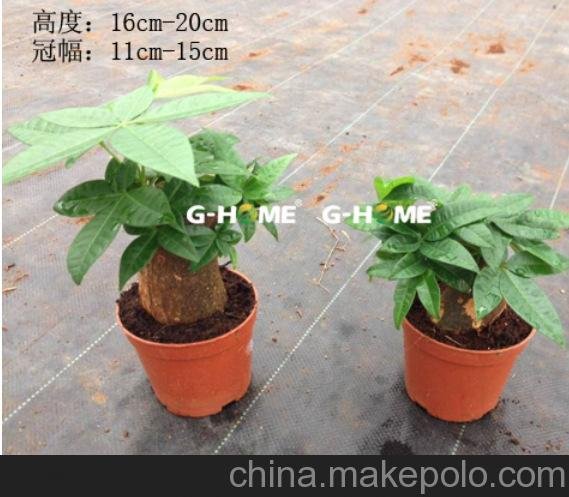 批發(fā)凈化空氣室內(nèi)植物盆栽 （100#B級）發(fā)財樹東星花場直銷圖片