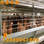金凤金凤养鸡设备诸城市宏越机械