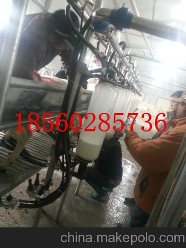 奶羊擠奶廳 羊用擠奶設(shè)備圖片