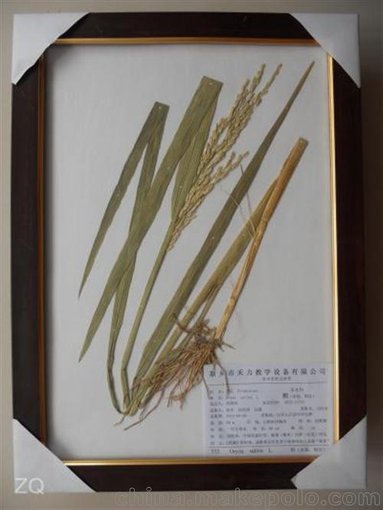 孝感植物浸制標(biāo)本、禾力教學(xué)設(shè)備(認(rèn)證商家)圖片