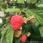 红树莓鲜果 树莓速冻果 覆盆子果 尚志树莓基地直销 量大优惠