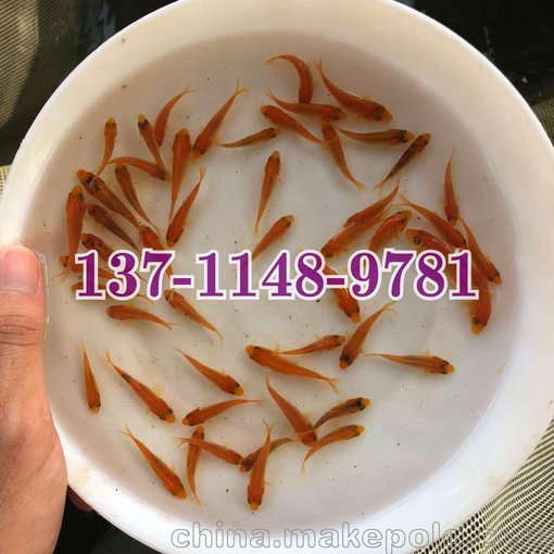 廣東韶關(guān)金絲鯉魚苗出售，廣東汕頭紅鯉魚苗批發(fā)價格圖片