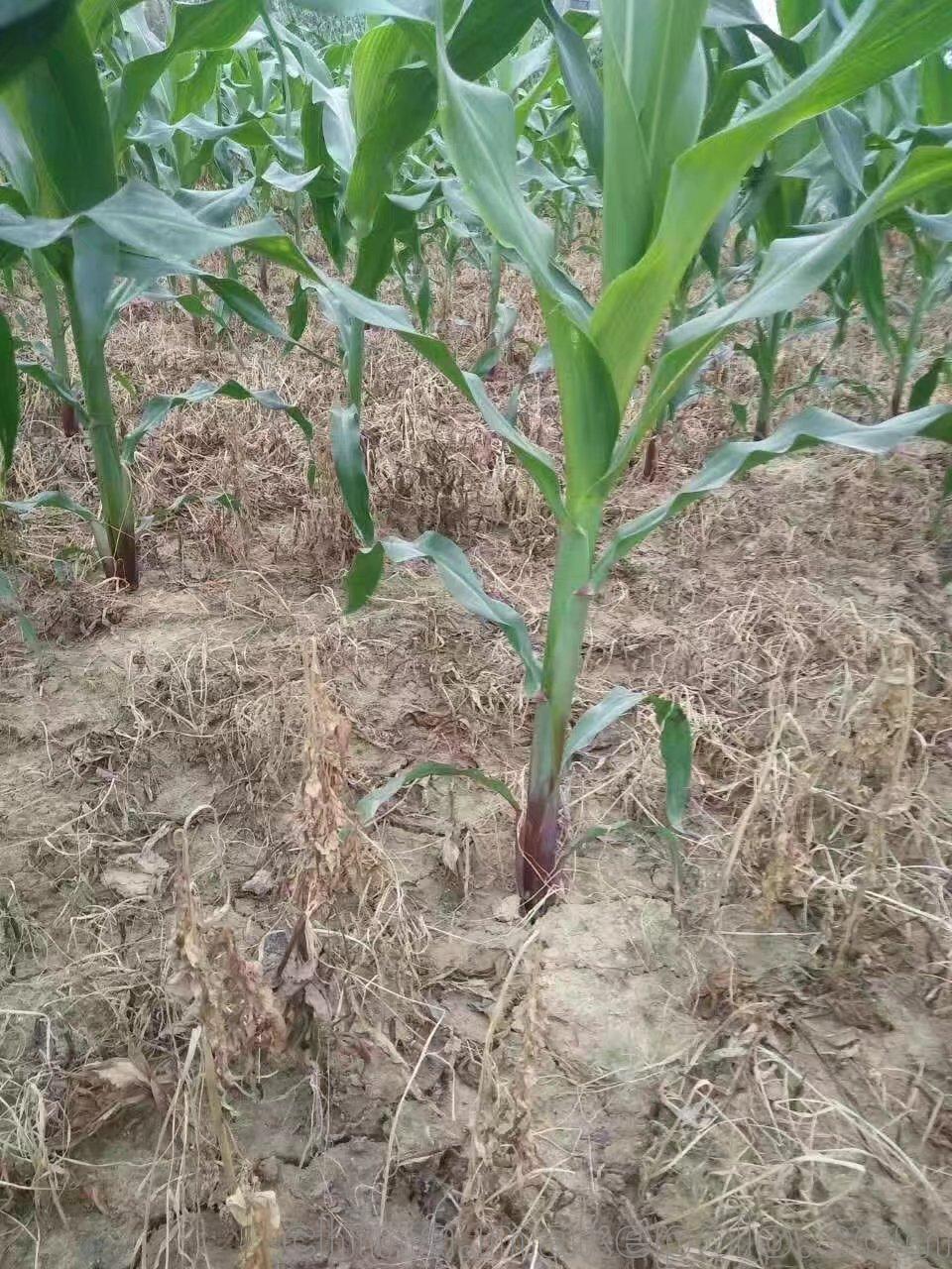 玉米地香附子除草剂