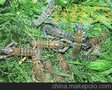 台湾严选 澳洲淡水龙虾苗4-5cm 优质、易放养效益高