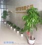 坪山新区花卉租赁，专业上门护理公司