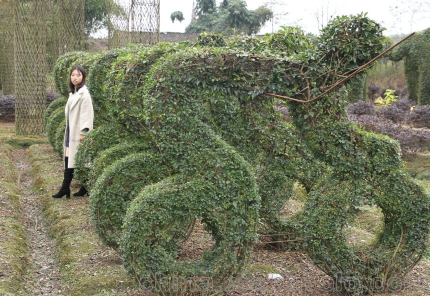 绿化苗木 乔木 小叶女贞动物,大象造型,公园小区景点植物绿植造型点缀