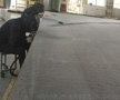 输送带生产厂家选择关西金属网