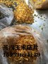 山东临沂厂家直供牛羊饲料专用玉米压片