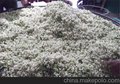 玳玳叶油图片