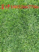 河北草坪 价格实惠质量好的草坪 护坡专用草坪
