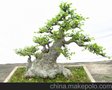 盆景绿植租售、花卉租摆+免费设计+免费绿植维护