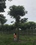 成都秸秆栾树 栾树基地直销温江大量出售栾树崇德园林