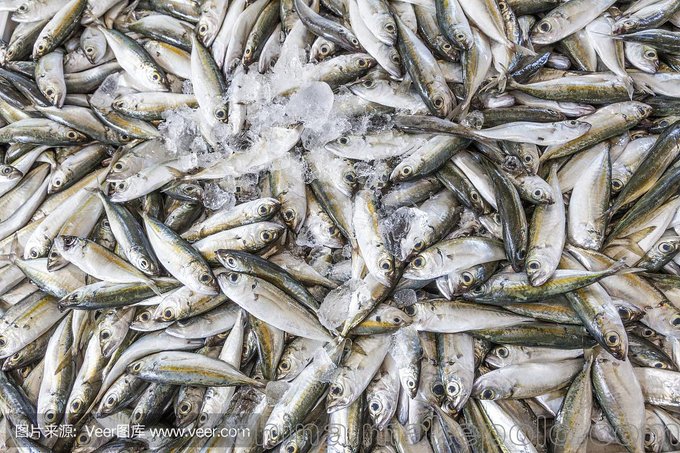 深圳港進(jìn)口加拿大沙丁魚(yú)報(bào)關(guān)報(bào)檢方便圖片