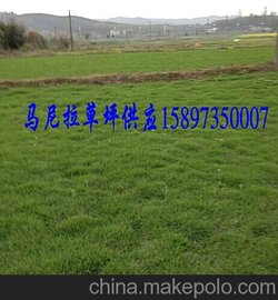 郴州草坪價格