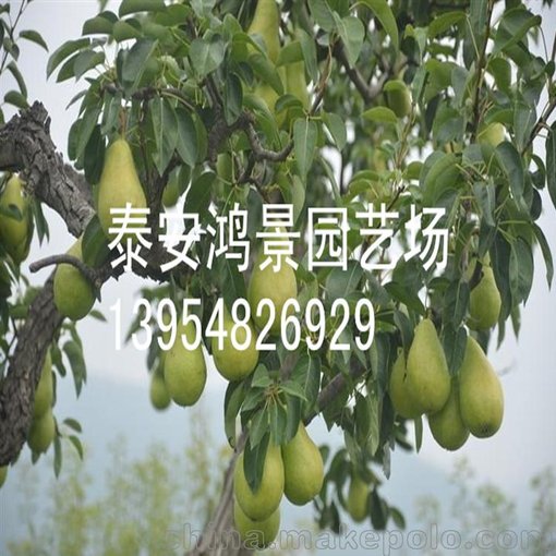梨樹(shù)苗價(jià)格  水晶梨苗價(jià)格圖片