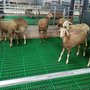 厂家热销羊圈用漏粪板 羊床塑料漏粪板 专业养羊漏粪地板