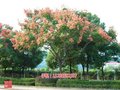 5公分栾树价格