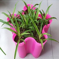梅花盆/水培种植设备/无土栽培菜盆/花盆/阳台种花