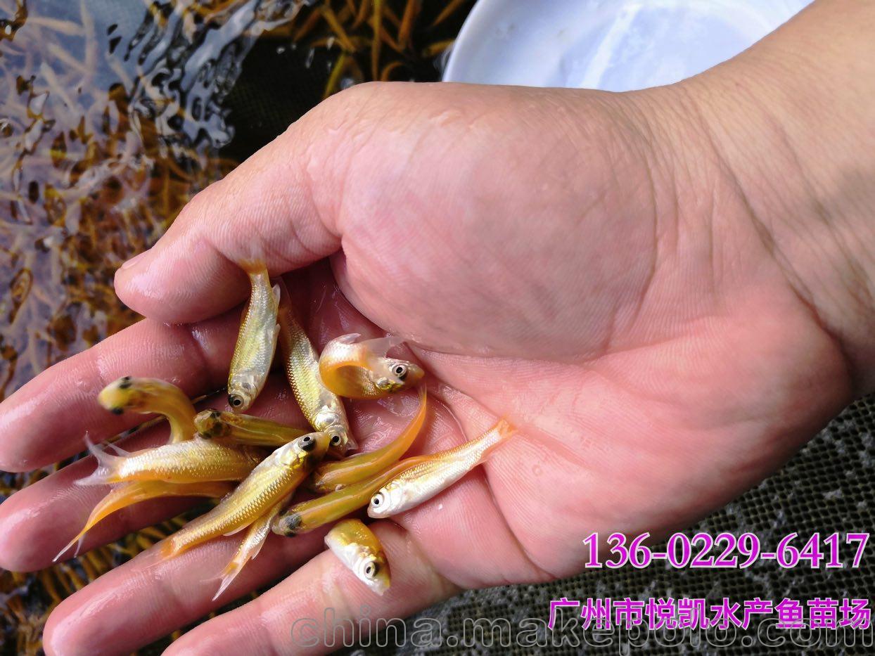 江西萍鄉金絲草魚苗紅草魚苗,江西撫州金草魚苗批發價格