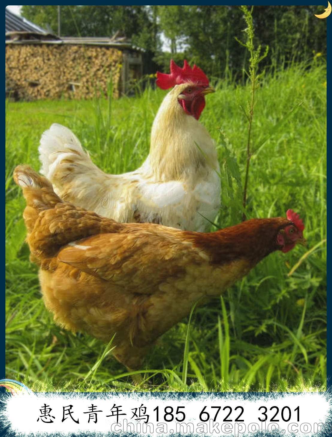江西罗曼粉青年鸡70日龄报价 罗曼粉青年鸡70日龄体重